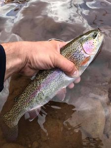 Caught Rainbow Trout in Pine Creek 2022